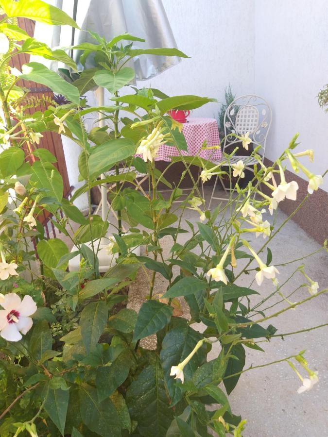 Casa Calin Villa Tulcea Eksteriør billede